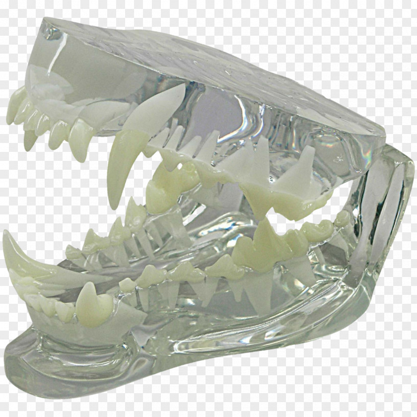 Dog Jaw Anatomy Canine Tooth PNG