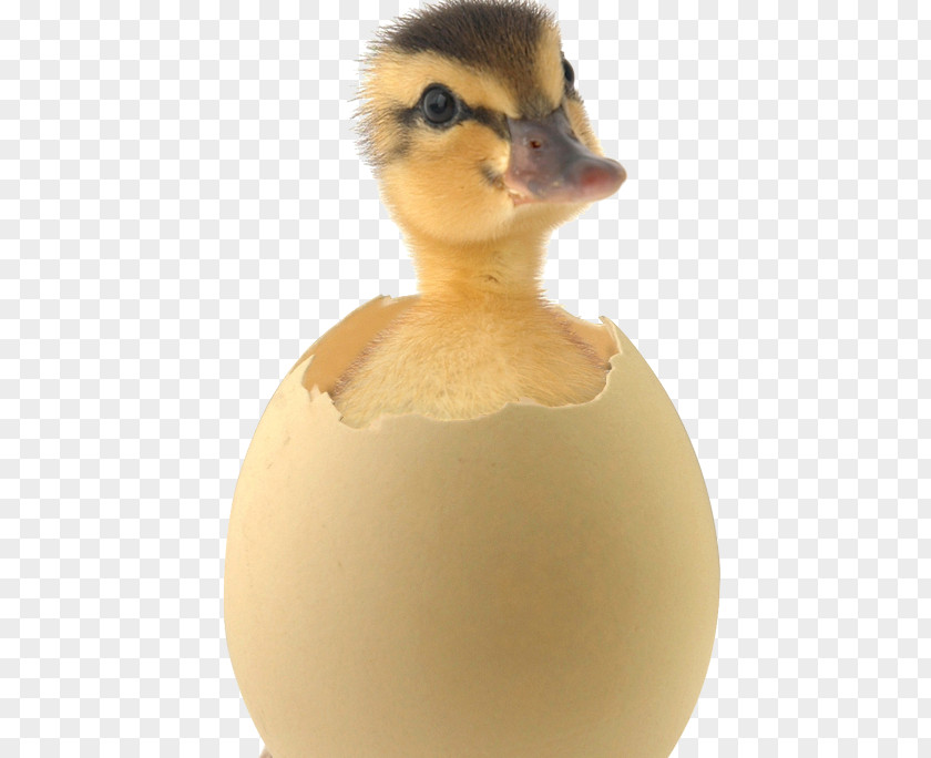 Duck Salted Egg Mallard Incubation Muscovy PNG