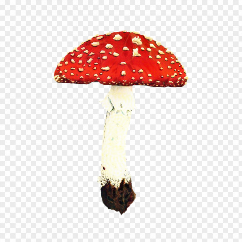 Edible Mushroom Fungus Cartoon PNG
