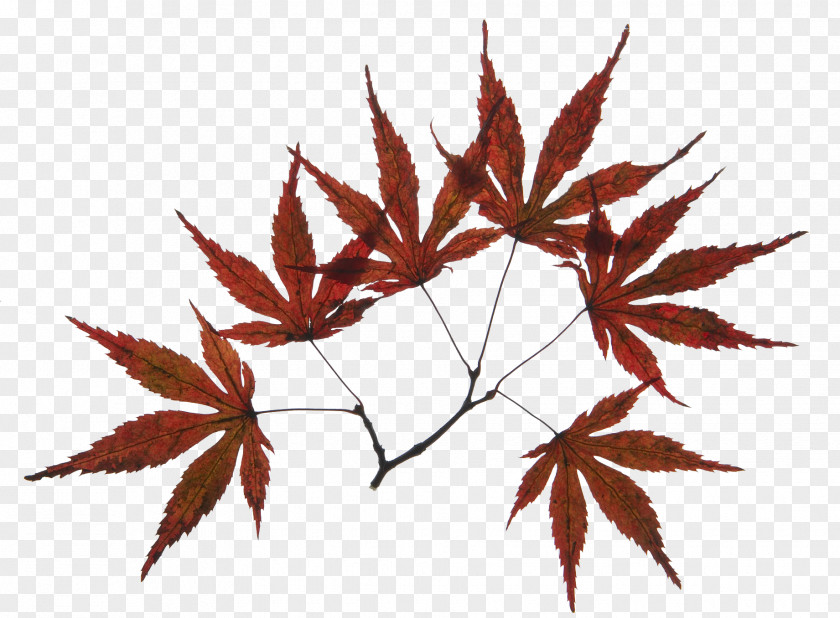 Brown Maple Leaf Features Branch PNG
