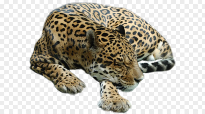 Cheetah Spots Tiger Leopard Lion PNG