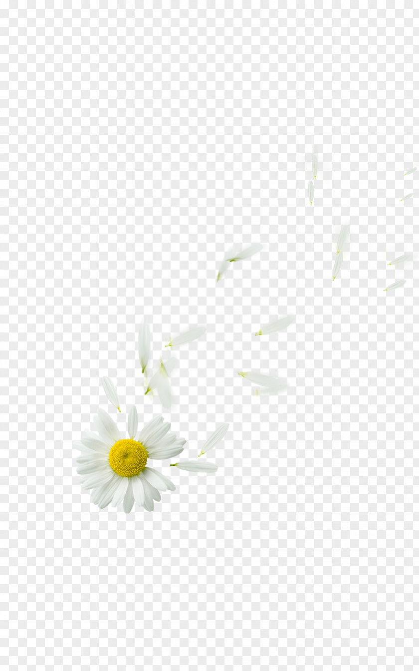 Floating Oxeye Daisy Family Petal Flower Plant PNG