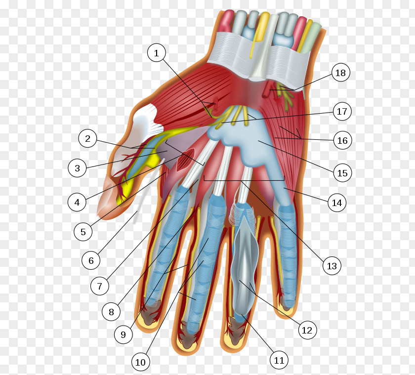 Hand Jersey Finger Flexor Digitorum Profundus Muscle Anatomy Carpal Bones PNG