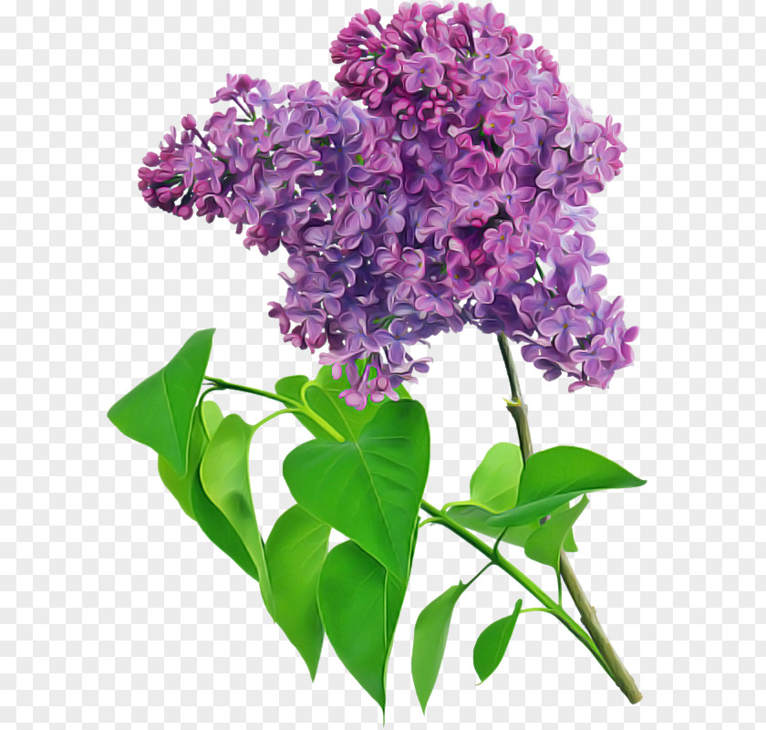 Petal Cut Flowers Flower Lilac Purple Violet PNG