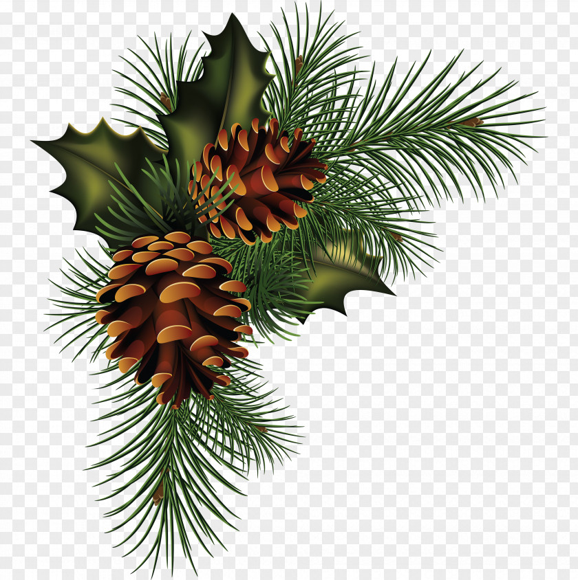 Pine Cone Material Conifer Fir Spruce PNG