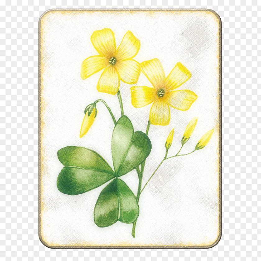 Spring Yellow Canola Flower Drawing PNG
