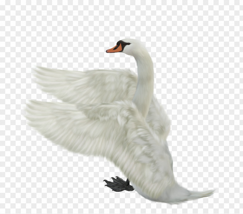 Swan In The Water Clip Art PNG