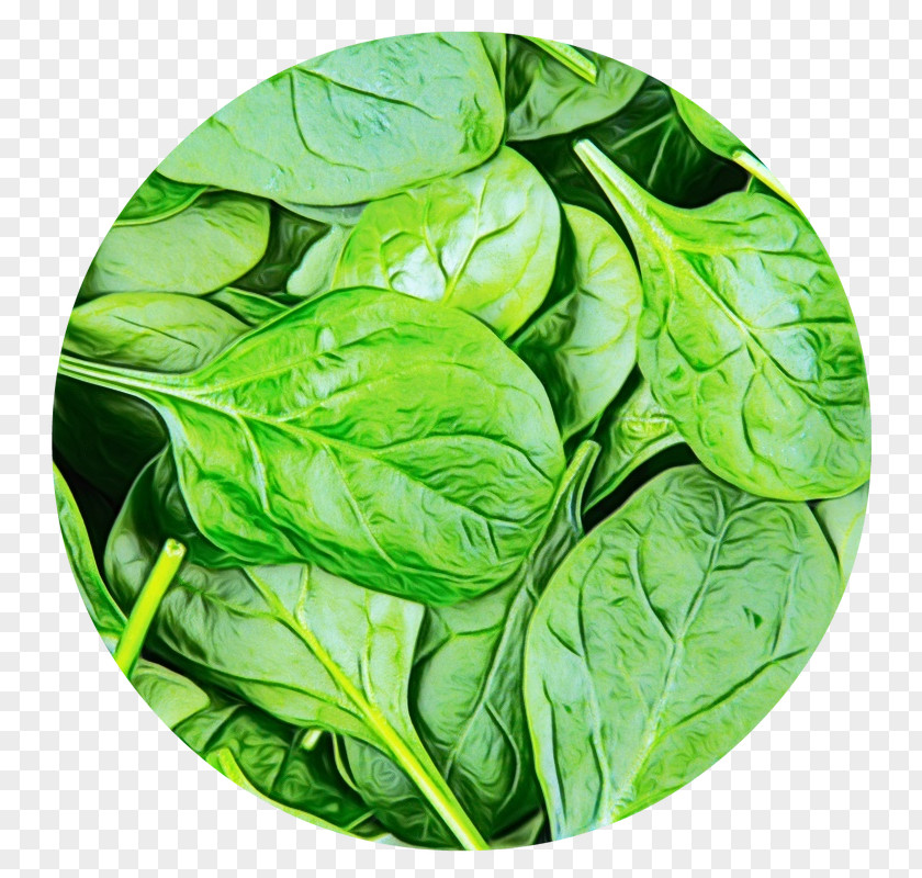 Basil Spinach Leaf Vegetable Plant Flower Food PNG