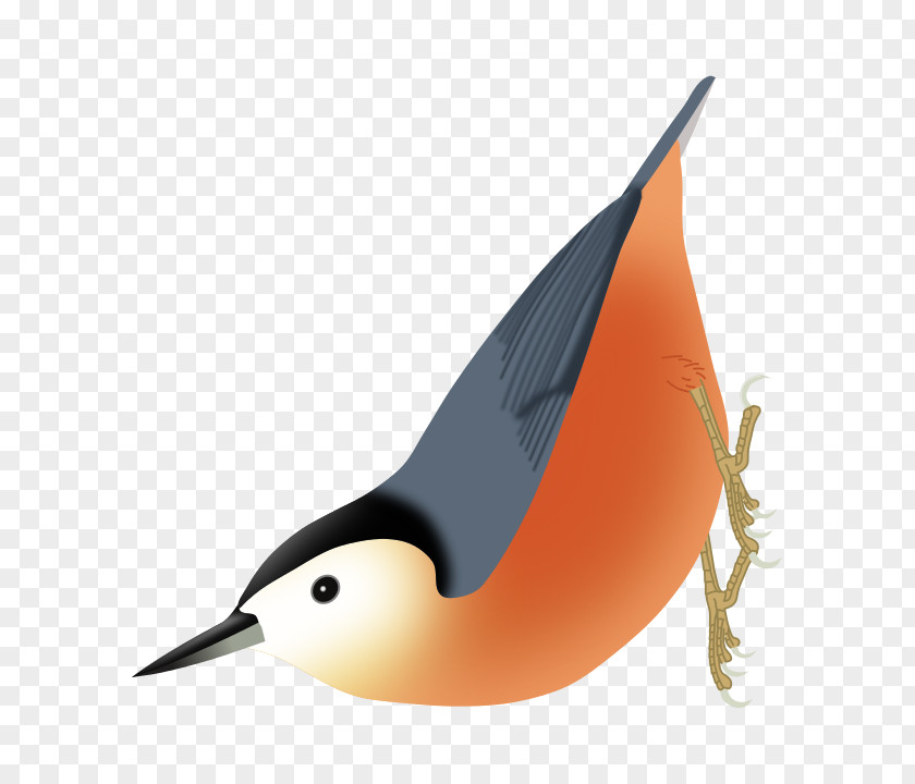 Bird Przevalski's Nuthatch Firefly Encyclopedia Of Birds Eurasian PNG