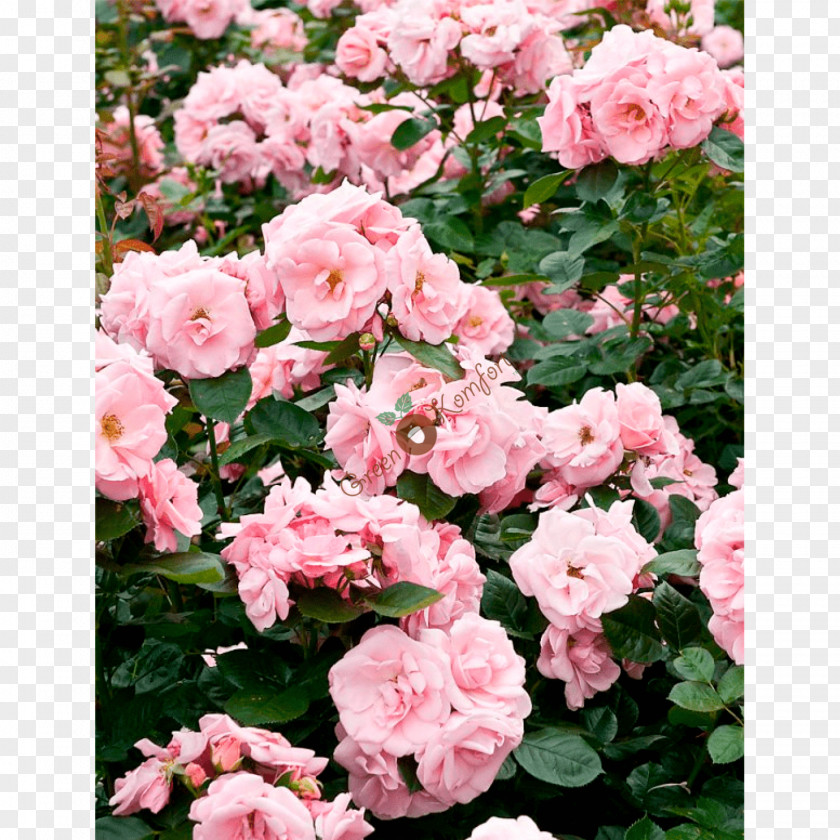 Floribunda Garden Roses Cabbage Rose China Memorial PNG