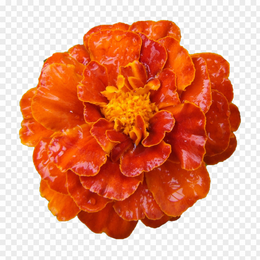 Marigold Flower Mexican Calendula Officinalis PNG