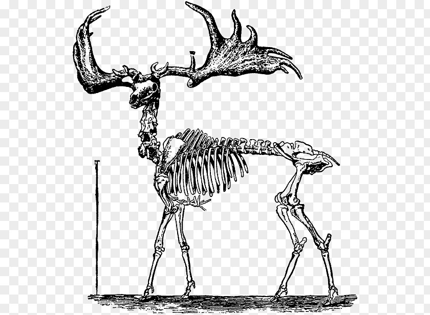 Skeleton Human Bone Drawing Skull PNG