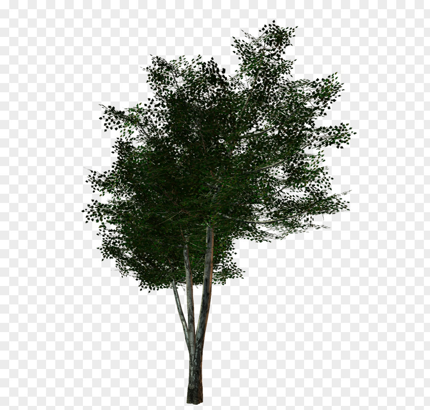 Twigs Tree PNG