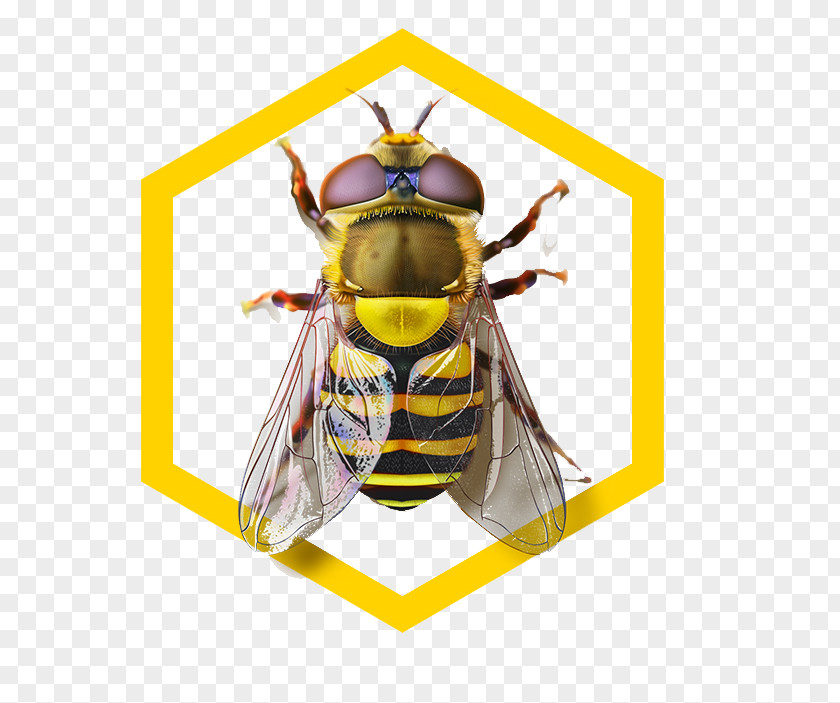 Bee Pattern Honey Hornet Wasp PNG