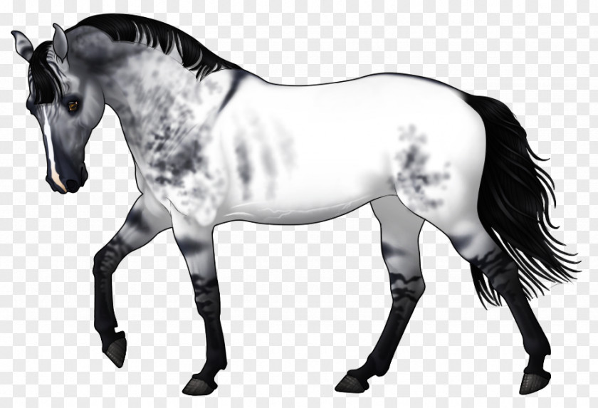 Mustang Mane Pony Stallion Mare PNG