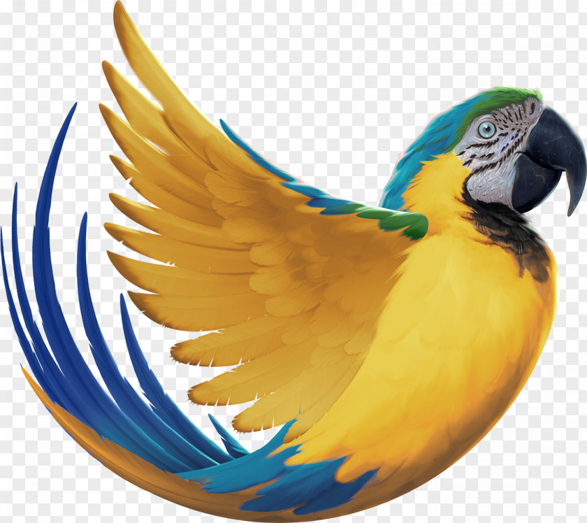Bird Budgerigar Macaw Behance Feather PNG