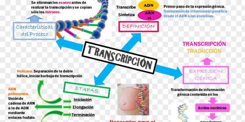 Diabetes Mellitus Human Genome Project DNA Replication Transcription Genetics PNG