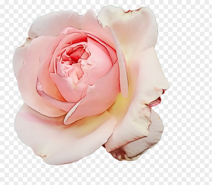 Garden Roses PNG