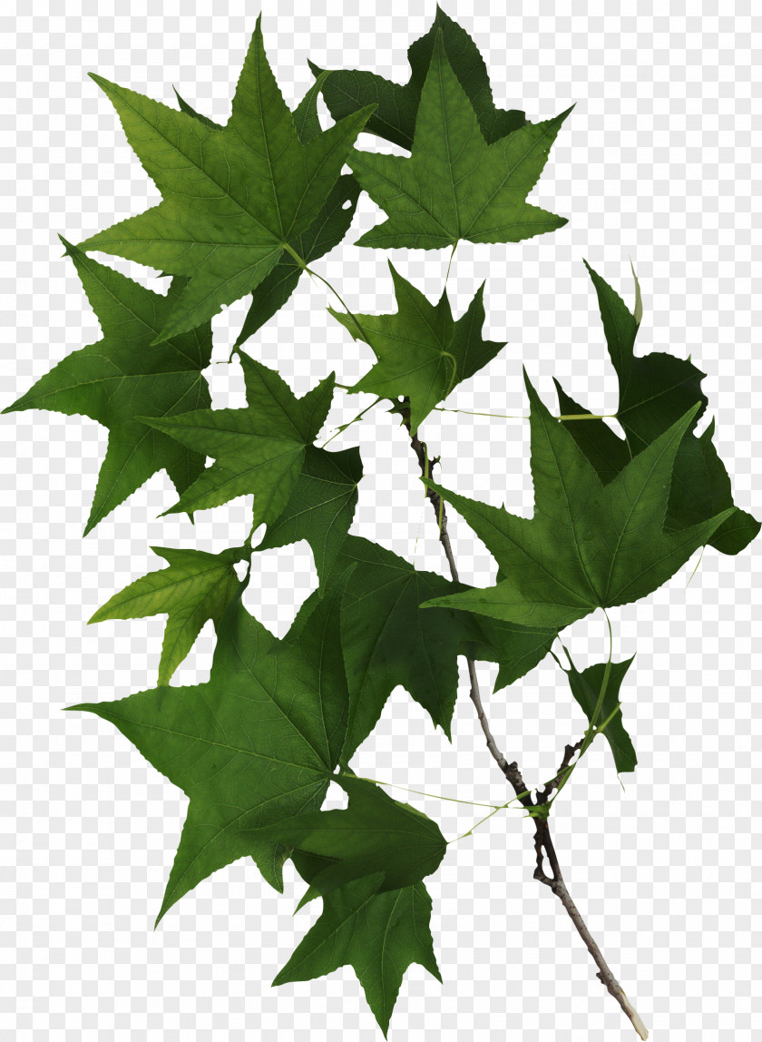 Honeydew Maple Leaf Ceratocystis Fagacearum Clip Art PNG