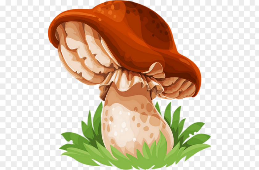 Mushroom Edible Drawing Festival Fungus PNG