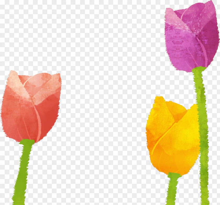 Tulip Spring Illustration Material PNG
