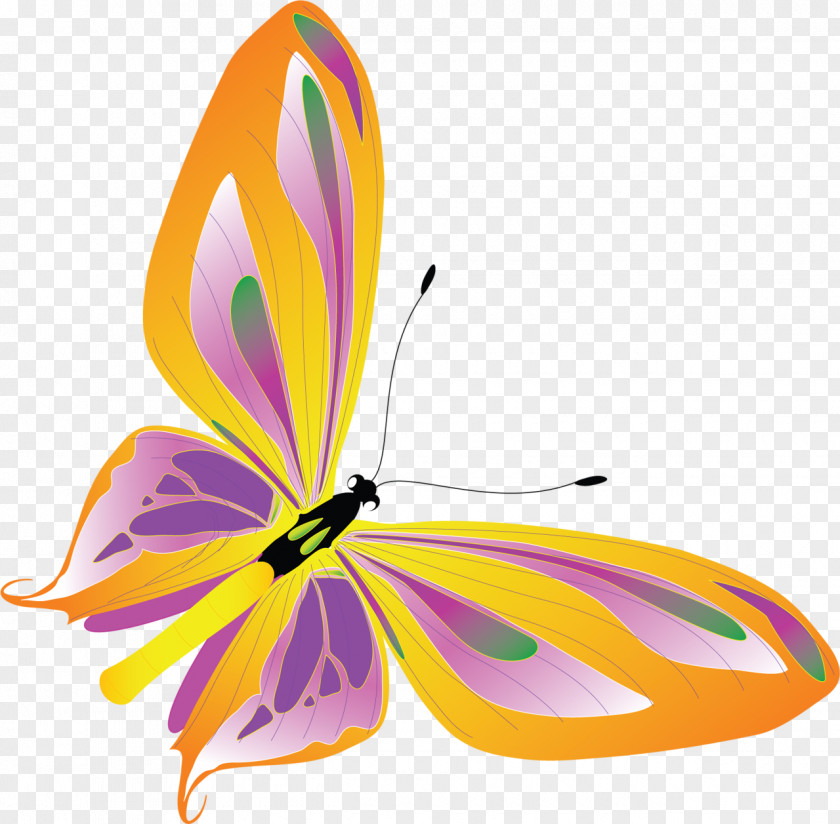 Butterfly Insect Pollinator Clip Art PNG