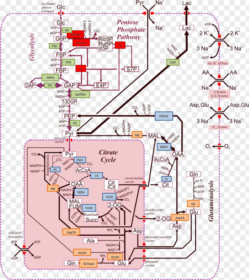 Cultivation Culture Max Planck Institute For Dynamics Of Complex Technical Systems Metabolic Pathway Metabolism Biochemistry Metabolite PNG