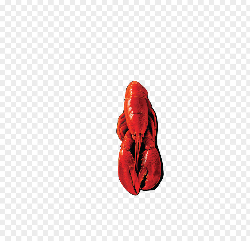 Picture Of A Lobster Red Shoe PNG