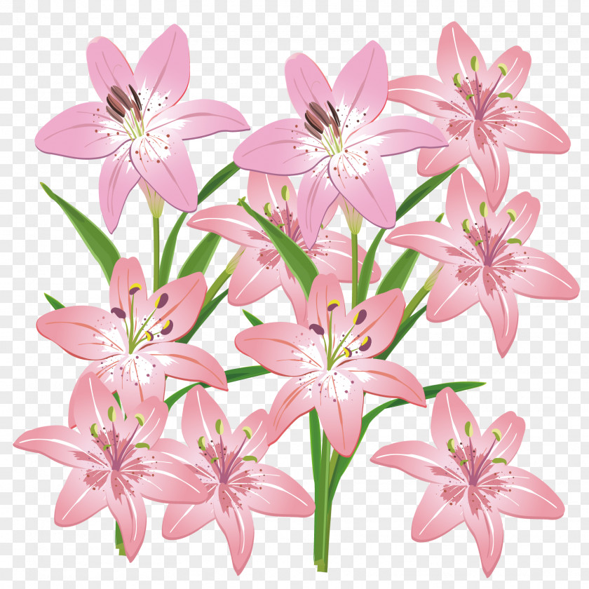 Pink Lily Vector Material Cut Flowers Lilium PNG