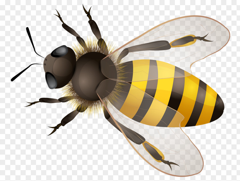 Bee Honey Maya PNG