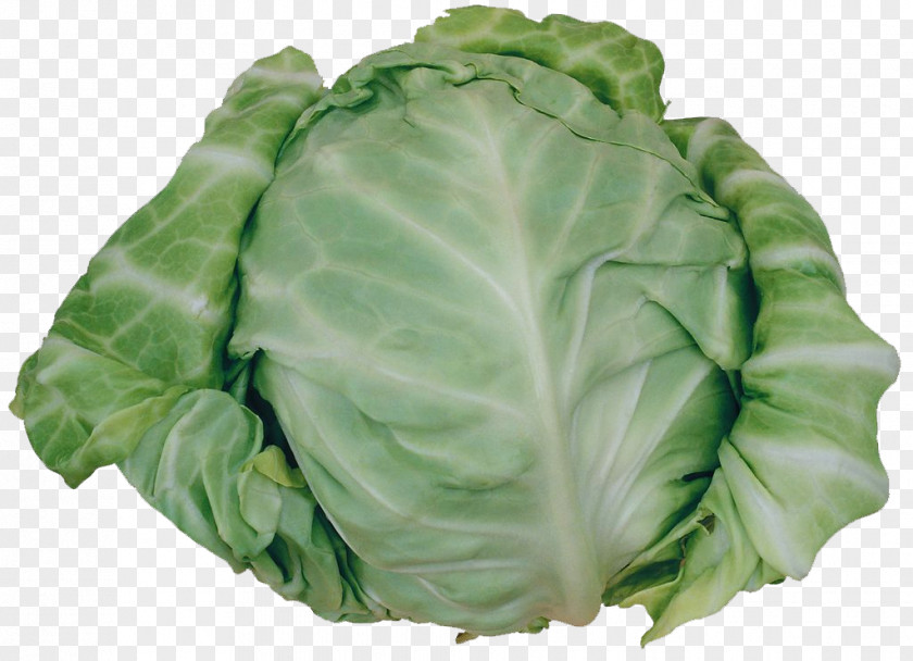 Cabbage Savoy Cruciferous Vegetables Spinach PNG