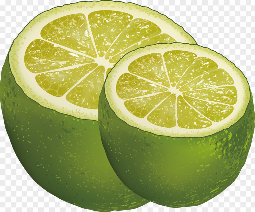 Grapefruit Decorative Design Vector Persian Lime Lemon Key PNG