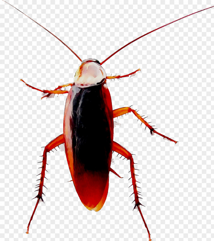 Madagascar Hissing Cockroach Blattodea American Beetle PNG