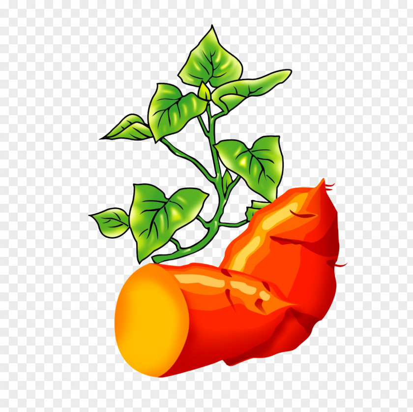 Roasted Sweet Potato Vegetable Food Clip Art PNG