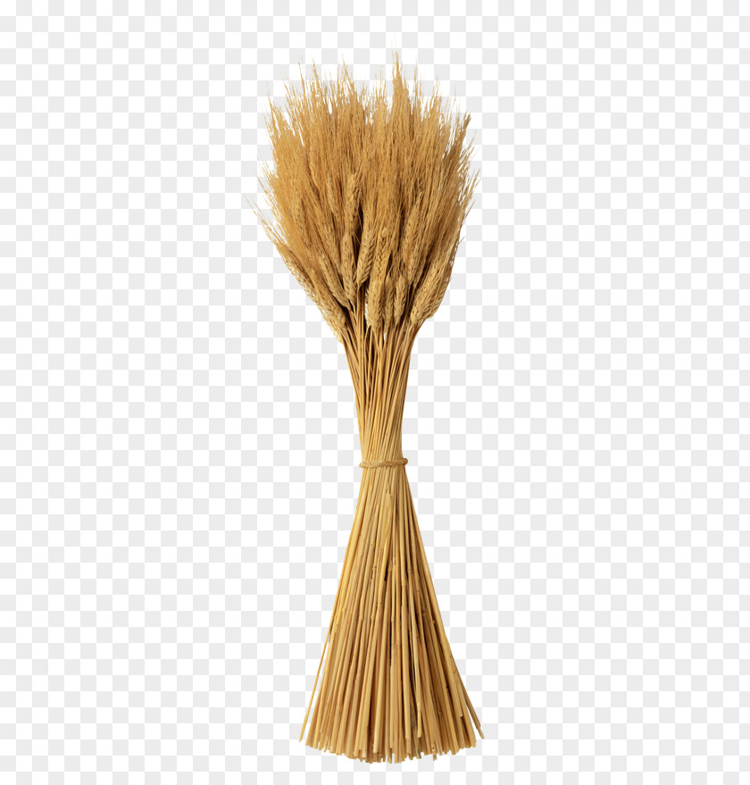 Sheaf Meaning Clip Art PNG