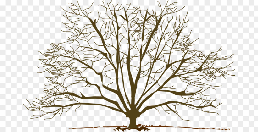Fall Trees Clipart Tree Winter Branch Clip Art PNG