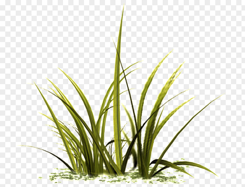 Plant Stem Herb Grass Terrestrial Family Flower PNG