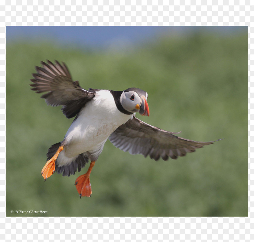 Puffin Beak Fauna Wader Falcon PNG