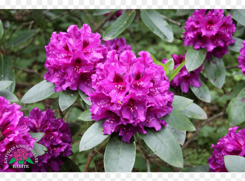 Azalea Rhododendron Herbaceous Plant Annual Subshrub PNG