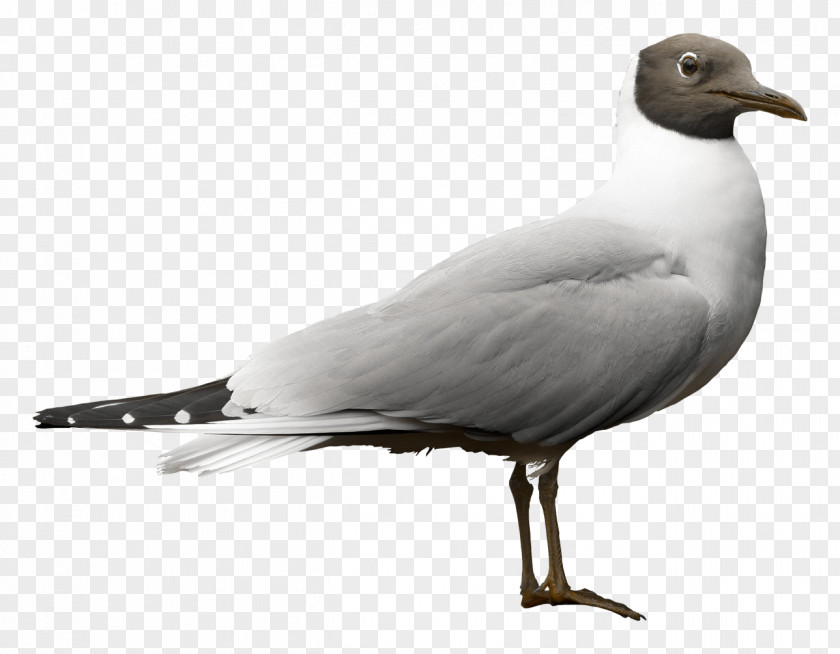 Bird European Herring Gull Great Black-backed Pauksciai LT Lithuanian Lang American PNG