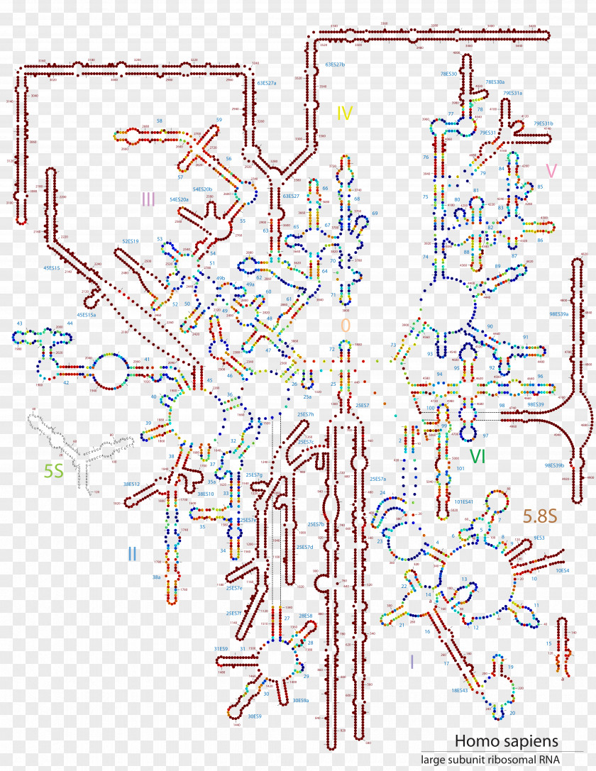 Line Diagram Point 28S Ribosomal RNA Contour PNG