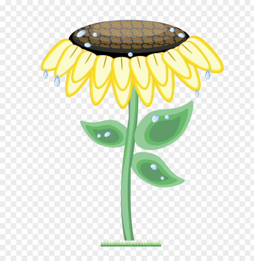 Sunflower Vector Material Common Euclidean PNG