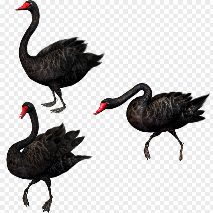 Black Swan Free To Pull The Material Theory Bird PNG