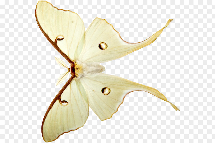 Bombycidae Butterflies And Moths Blog Clip Art PNG