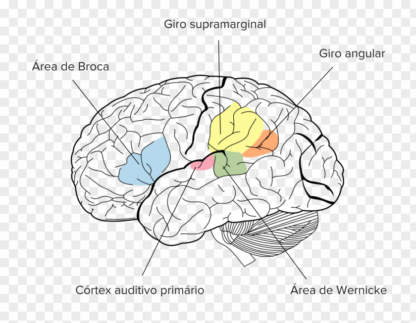 Brain Angular Gyrus Parietal Lobe Supramarginal PNG