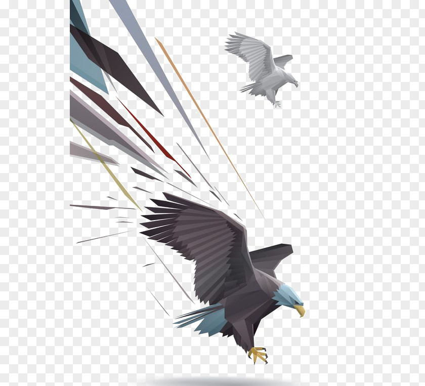 Cartoon Eagle Bald Drawing Illustration PNG