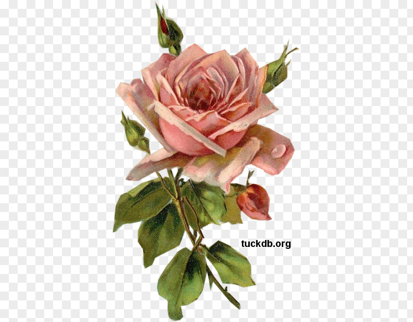 Old Rose Watercolor Garden Roses Cabbage Paper Pink Decoupage PNG