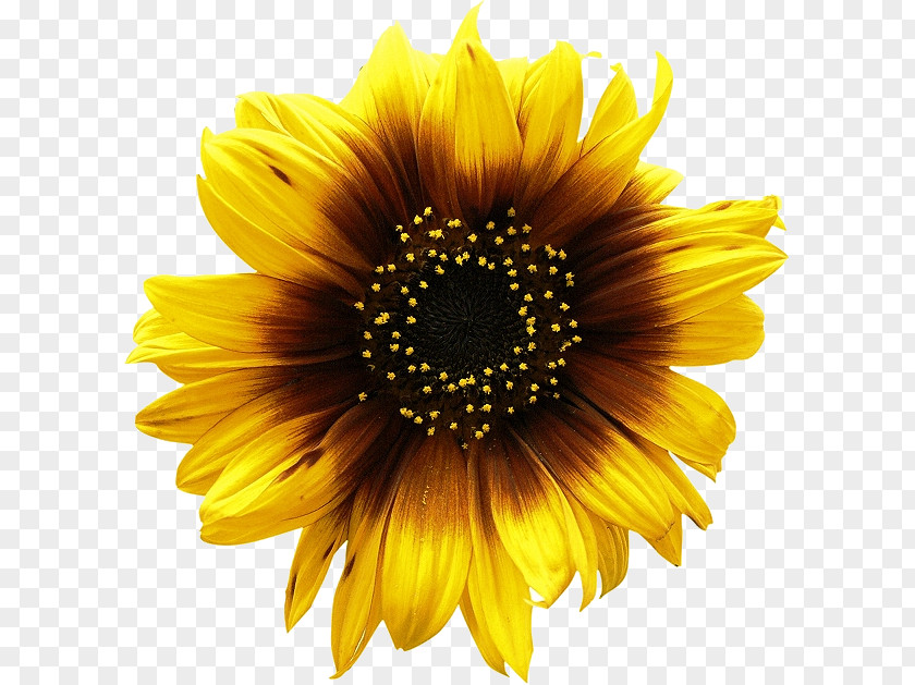 Sunflowers Picture Common Sunflower Can Stock Photo Clip Art PNG