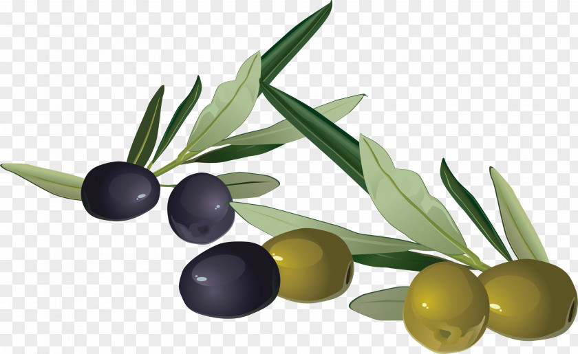 Trees Olive Stock Photography Clip Art PNG