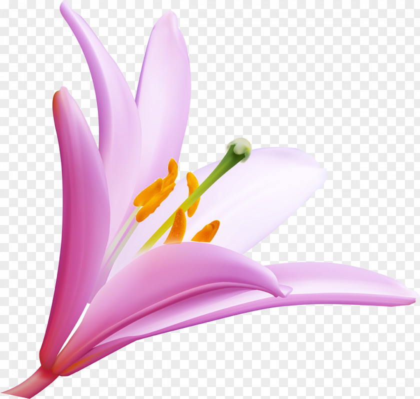 Violet Flower Desktop Wallpaper Clip Art PNG
